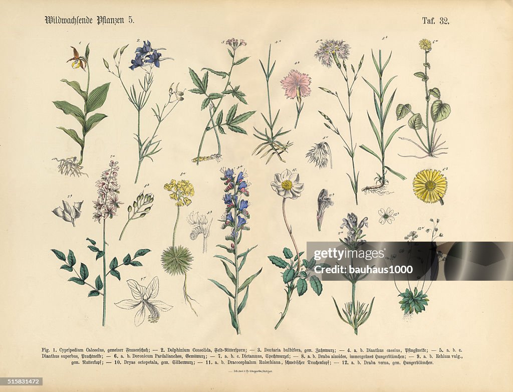 Wildflower and Medicinal Herbal Plants, Victorian Botanical Illustration