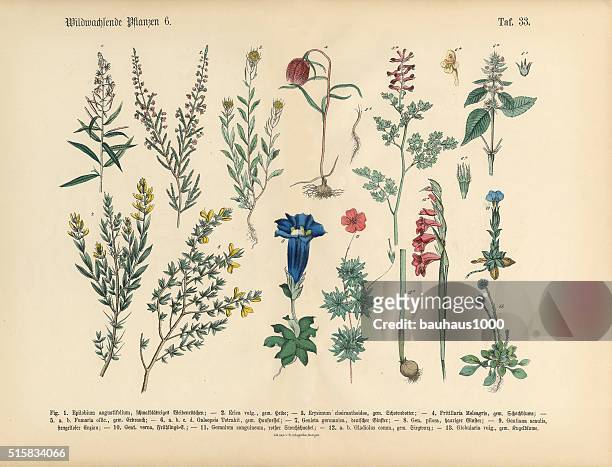 ilustrações, clipart, desenhos animados e ícones de flores silvestres e plantas e ervas medicinais, ilustração botânico de victoria - gladíolo