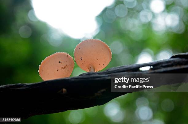 Mushroom Champagne in the nature forest Bukit Tigapuluh National Park, Riau Province in Sumatra.