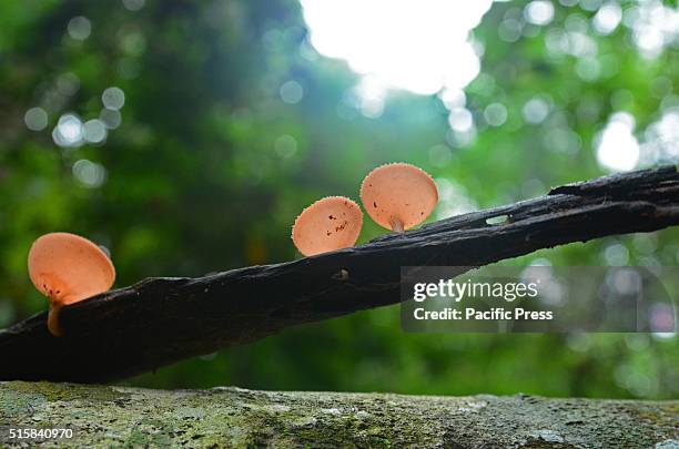 Mushroom Champagne in the nature forest Bukit Tigapuluh National Park, Riau Province in Sumatra.