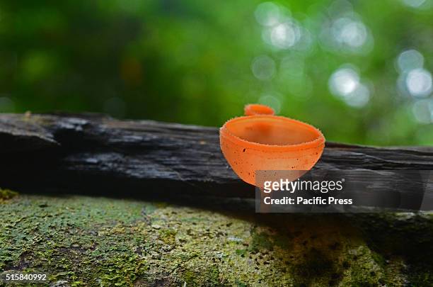 Mushroom Champagne in the nature forest Bukit Tigapuluh National Park, Riau Province in Sumatra.