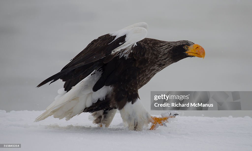 Steller's sea eagle on snow at Rausu harbour.