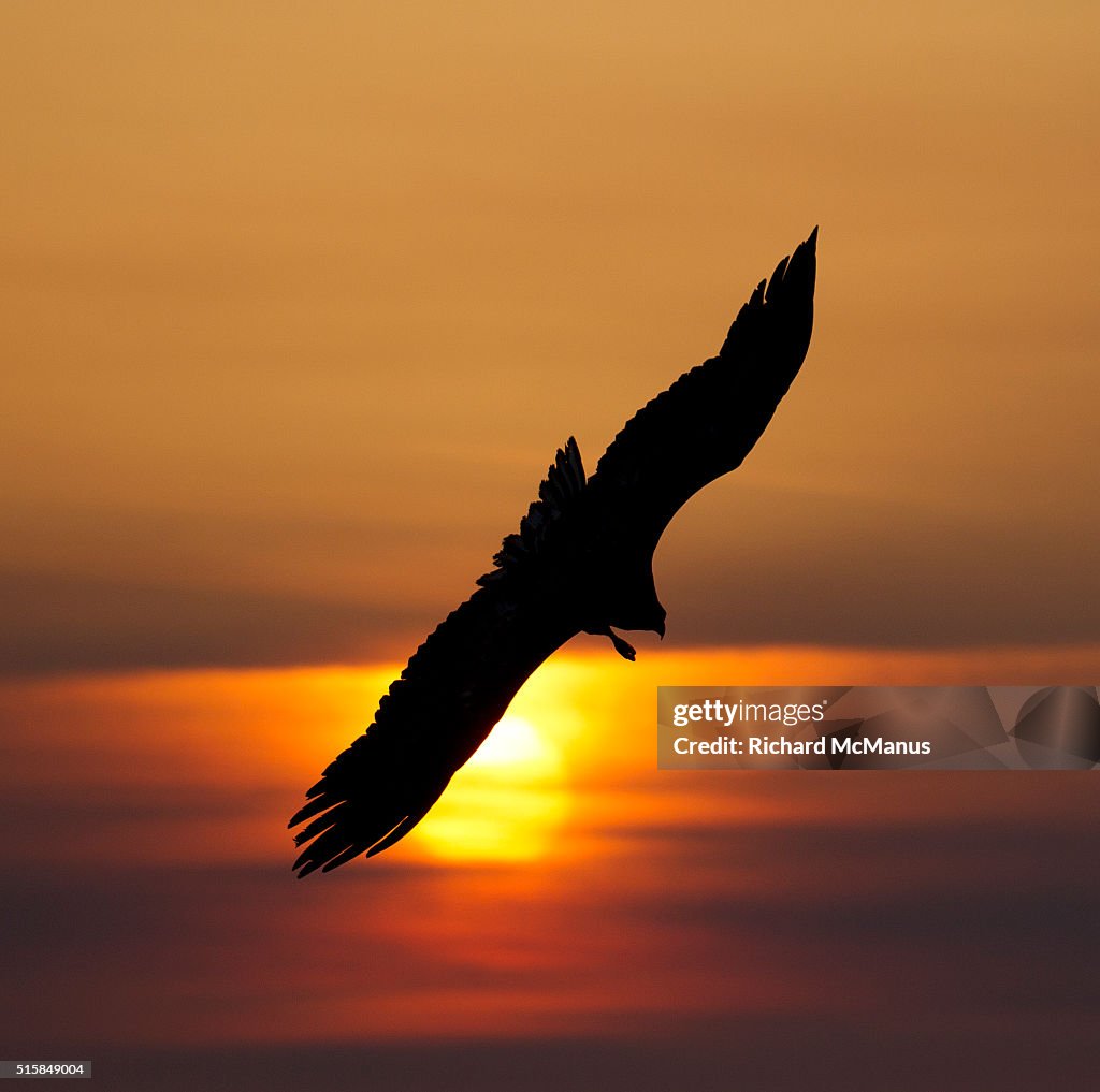 Steller's sea eagles flying over Rausu harbour.