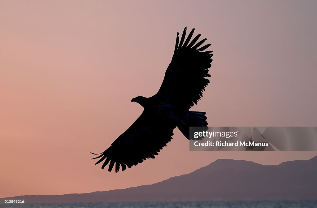 Steller's sea eagle flying over Rausu harbour.