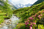 Mountain river with alpine roses in the Alps in spring