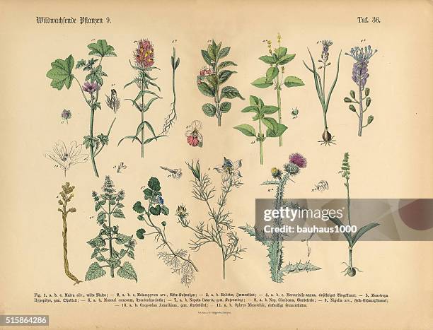 wildflower and medicinal herbal plants, victorian botanical illustration - nigella stock illustrations