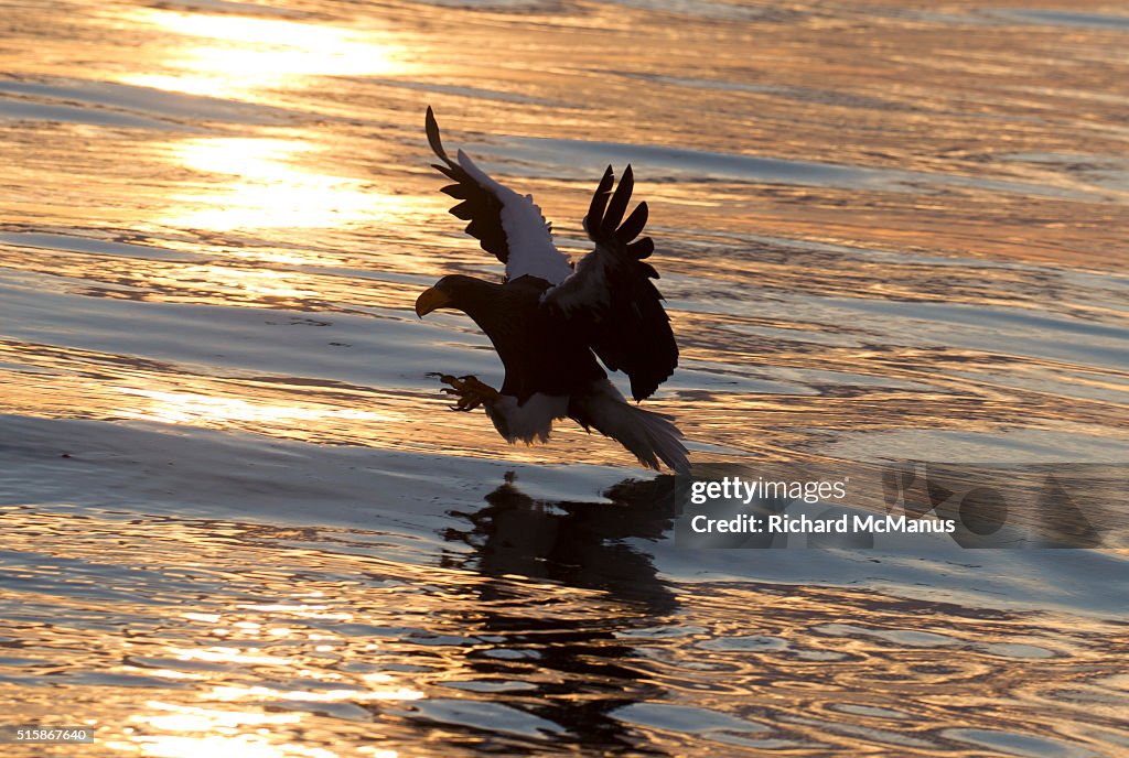 Steller's sea eagle fishing in Rausu harbour.