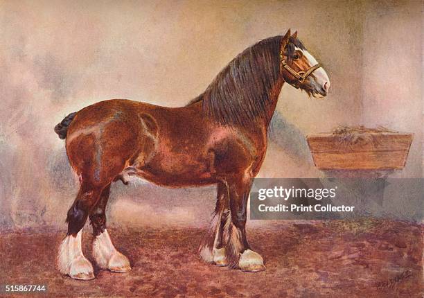 Clydedale stallion Prince of Albion, circa 1900 . Prince of Albion was owned by John Gilmour. From Live Stock in Health and Disease, edited by...