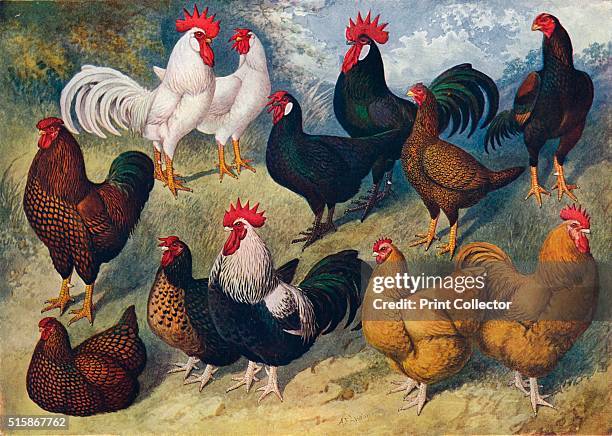 Breeds of poultry, circa 1903 . White Leghorns, Black Minorcas, Indian Game, Golden Wyandottes, Coloured Dorkings, Buff Orpingtons. From Live Stock...