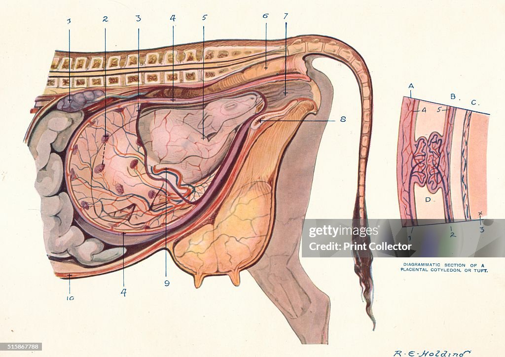 Section of the abdomen of a cow, showing foetus in normal position, c1905 (c1910)