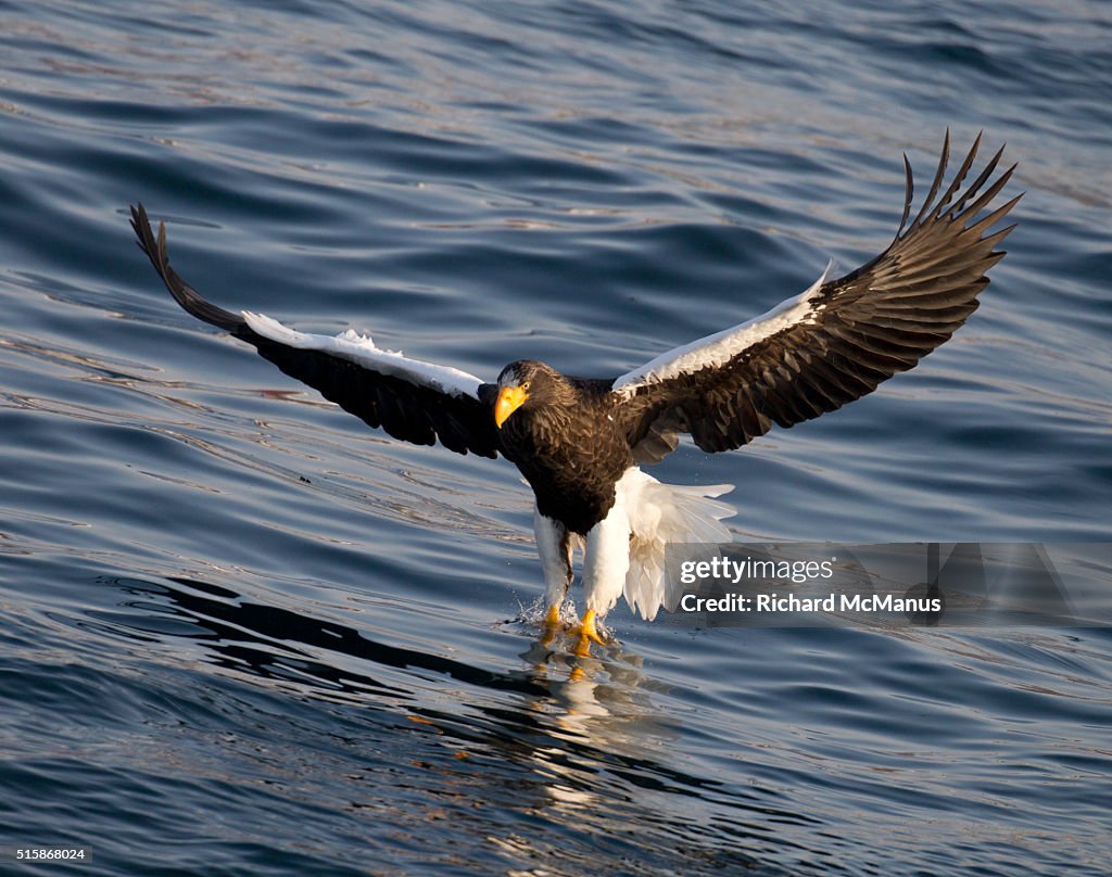 Steller's sea eagle fishing in Rausu harbour.