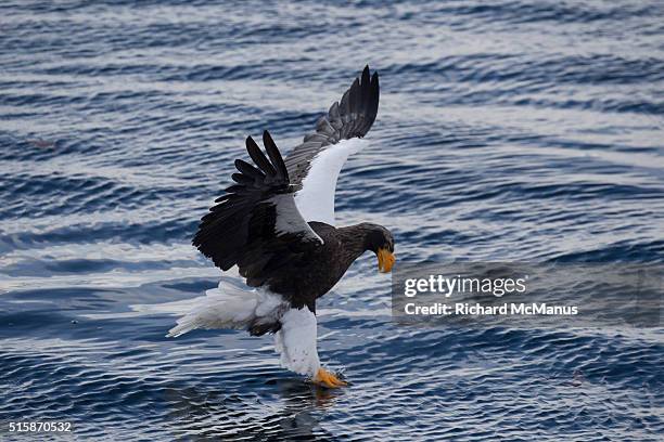 steller's sea eagle fishing in rausu harbour. - mar de okhotsk imagens e fotografias de stock