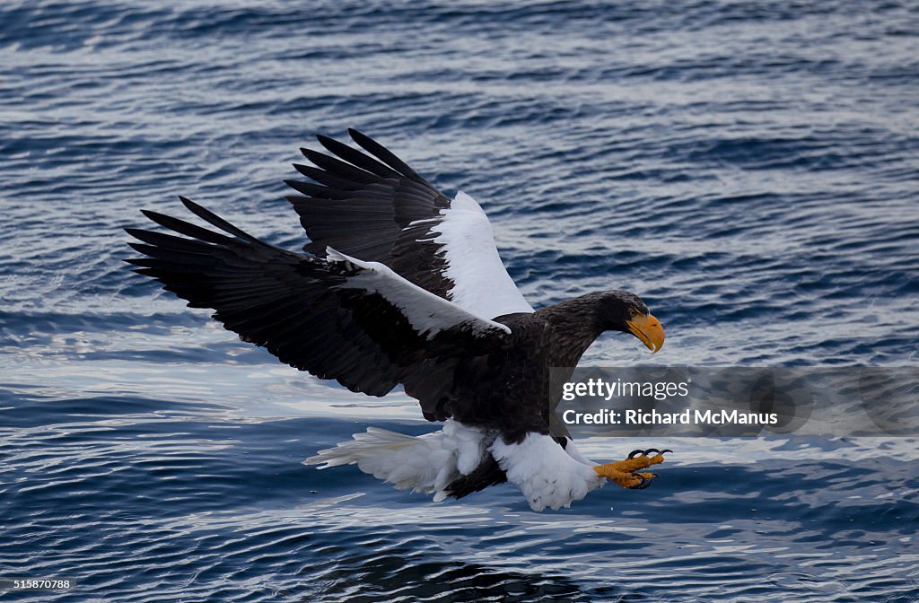Steller's sea eagle fishing in Rausu harbour.