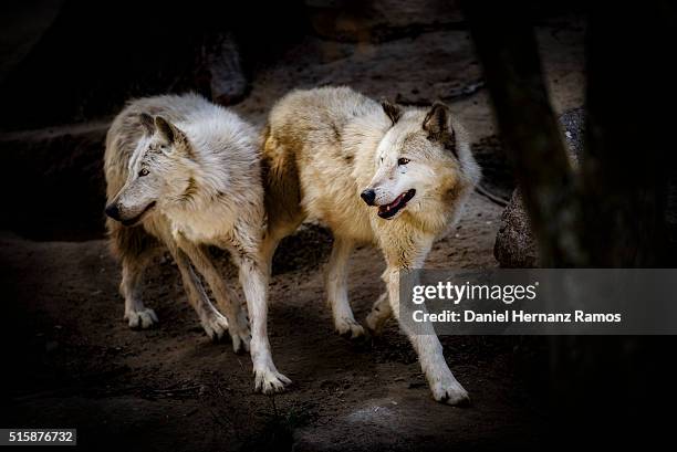two arctic wolves - lobo 個照片及圖片檔