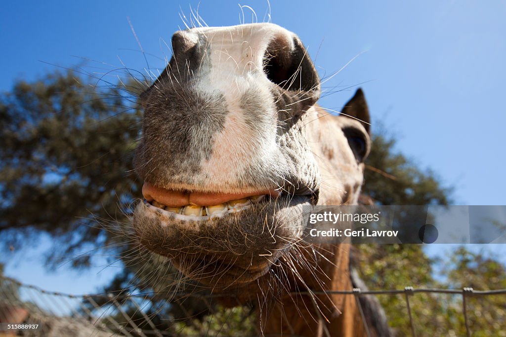 Closeup of a horse's nose and mouth