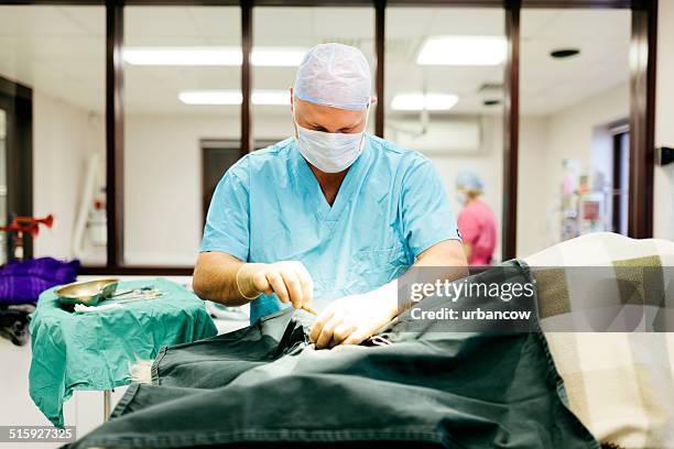 vet operating on dog - human castration photo stock pictures, royalty-free photos & images