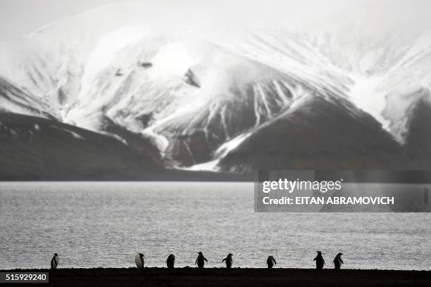Gentoo penguins in Deception Island, in the western Antarctic peninsula, on March 05, 2016. Waddling over the rocks, legions of penguins hurl...