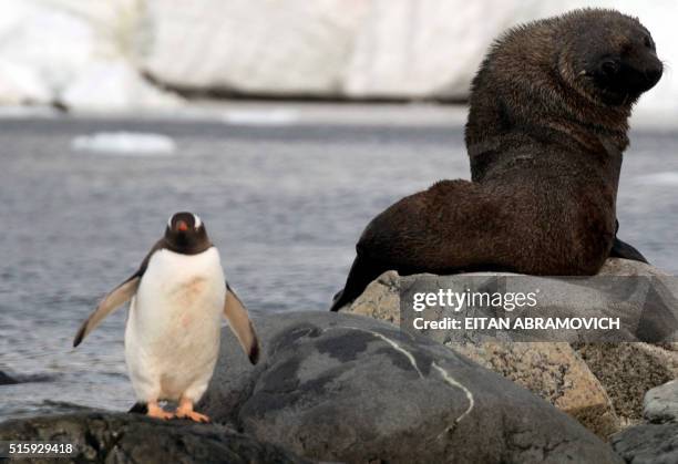 View of a Gentoo penguin and a seal in Cuverville Island, in the western Antarctic peninsula on March 04, 2016. Waddling over the rocks, legions of...