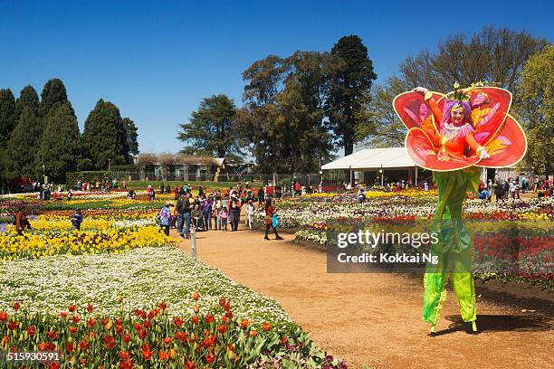 floriade canberra - canberra stock pictures, royalty-free photos & images