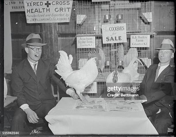 New York: Poultry Show Opens. These two single comb white Leghorns Cockerels were on exhibition at the New York Poultry Show which opened Jan. 10th...