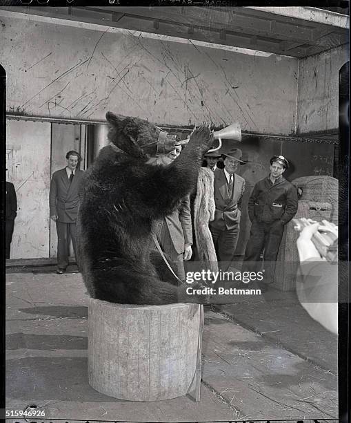 Brown bear which arrived on the Mormacyork at peir 46 with 18 other bears, dogs, mules and horses in the first shipment of circus animals from sweden...