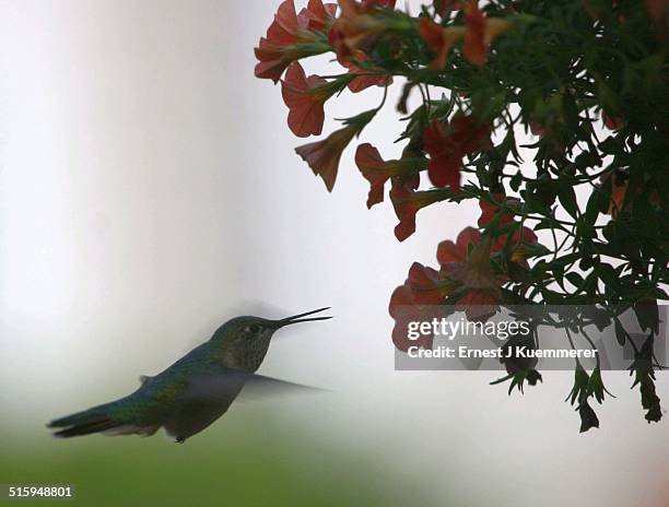 hummingbird - calliope hummingbird stock pictures, royalty-free photos & images