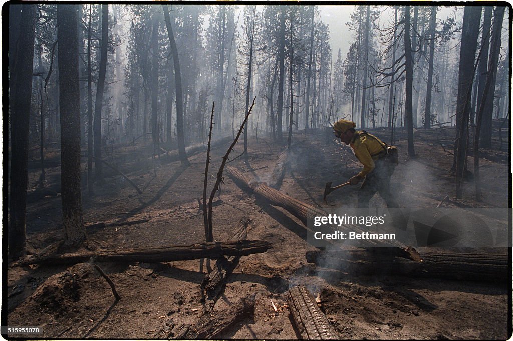Firefighter in Burnt Yellowstone Forest