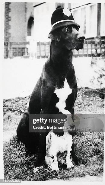 Major, an adult Great Dane trained as a police dog, protects Kilo, a four-month-old Cocker Spaniel. Major is the first Great Dane to pass police...