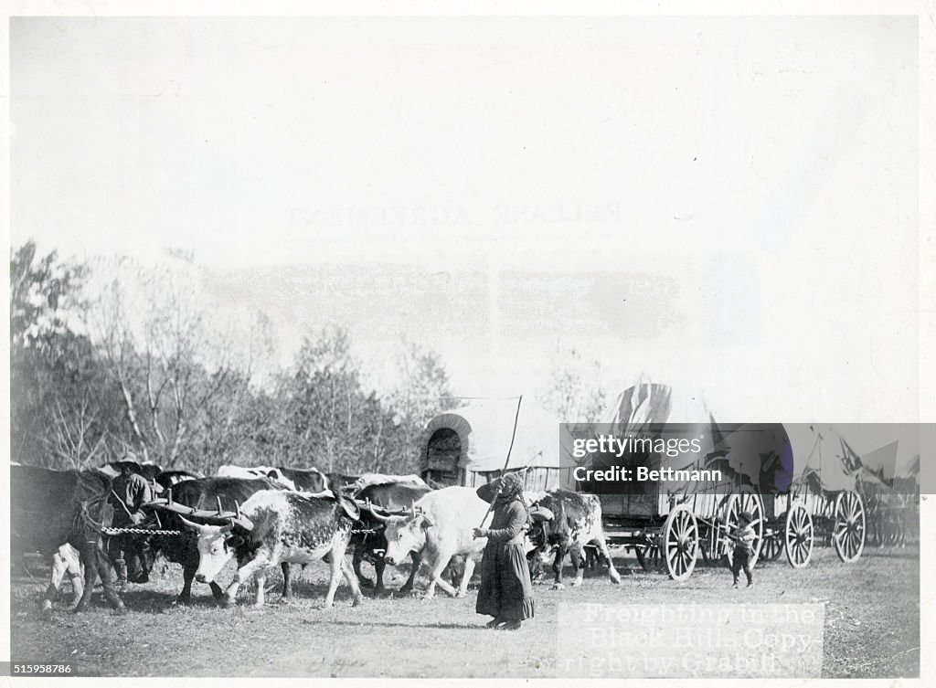 Oxen Pulling Covered Wagons