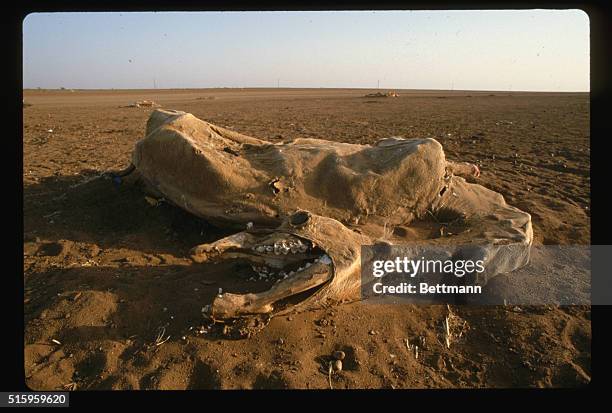 Outside Kassala, Sudan A desiccated camel lies dead in the sand of the desert outside of Kassala, Sudan.