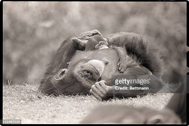 Picture shows a mother, monkey with its' baby sleeping on top of her, outside on the grass.