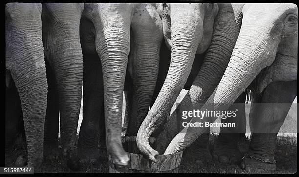 Close-up of elephant trunks all sharing the same feed bucket.