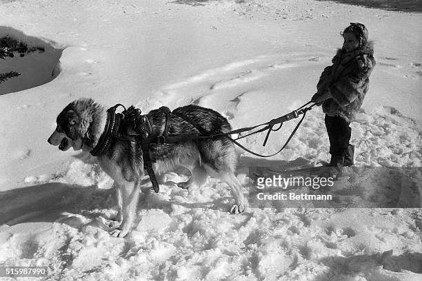Little girl tries skijoring behind a sled dog.