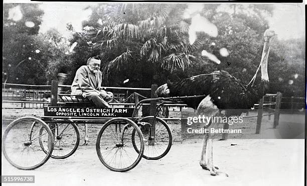 Charles Proteus Steinmetz , famed electronics expert, shown in an ostrich-drawn cart in California. Undated photograph.