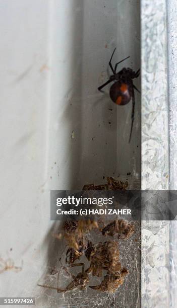 redback spider and her nest - redback spider stock pictures, royalty-free photos & images