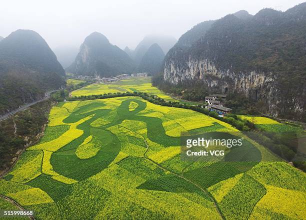 An aerial view of the Chinese word "Long" which means dragon displayed among the flowering of plants in a rape seed field on March 12, 2016 in...
