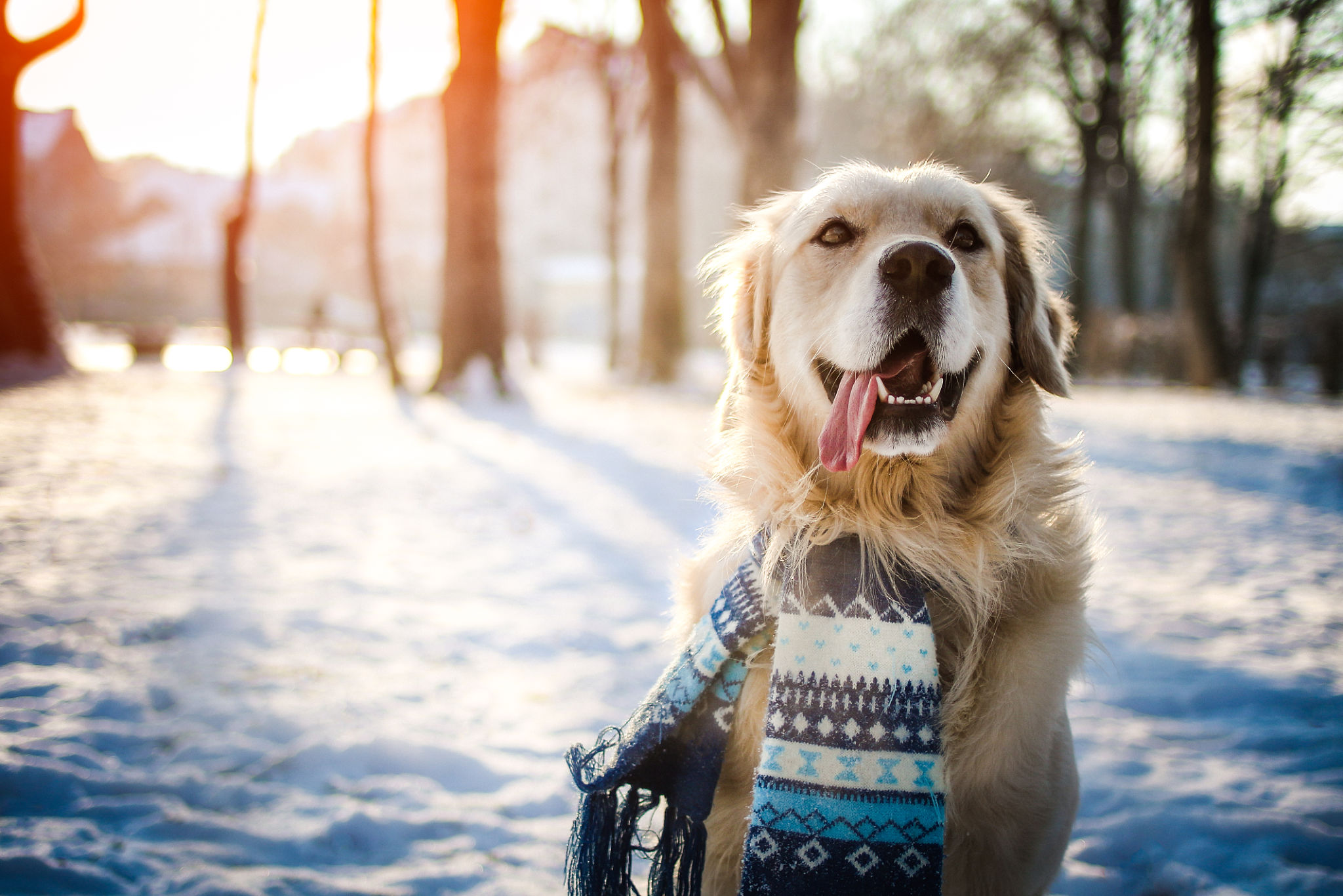 pet hydration winter