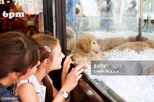 let's take this puppy - pet shop stock pictures, royalty-free photos & images