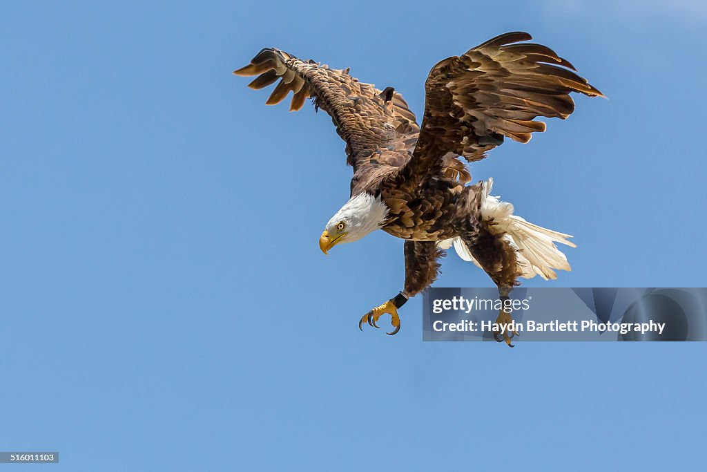 Bald Eagle dives towards its prey