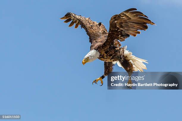 bald eagle dives towards its prey - águia imagens e fotografias de stock