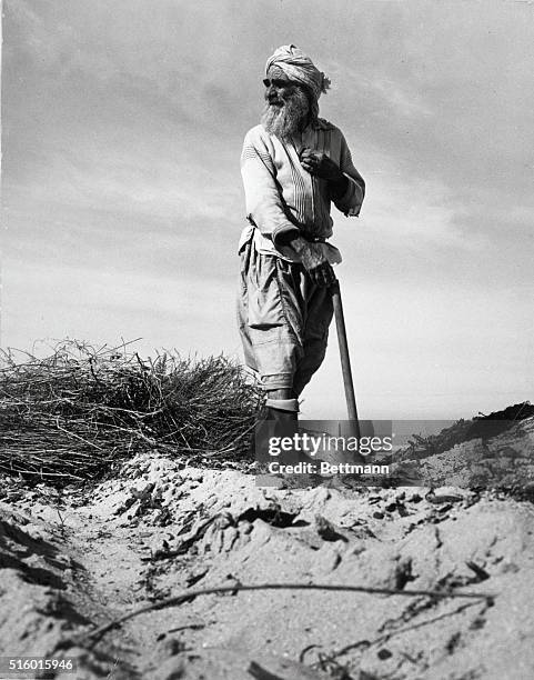 Jewish immigrant from Yemen, continues to use traditional farming methods in the arid soil of Israel, despite the availability of mechanized farming....