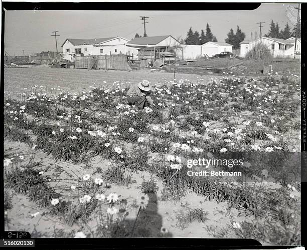 Japanese man works in his garden in Los Angeles, California, in preparation for his family's relocation. On February 24 people of Japanese descent...