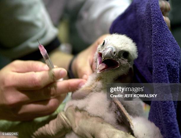 Cookie, a Peregrine Falcon chick hatched around 30 April on the Fisher Building in Detroit is about to have some blood taken for DNA tests on 24 May...