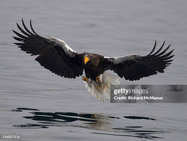 steller's sea eagle fishing in rausu harbour. - rausu harbor stock pictures, royalty-free photos & images