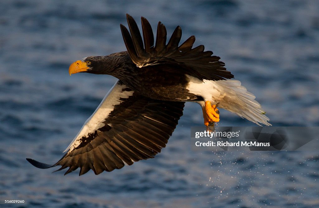 Steller's sea eagle fishing in Rausu harbour.