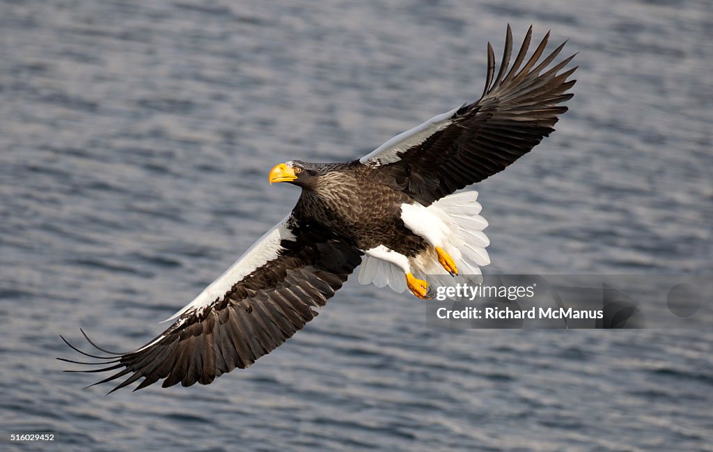 Steller's sea eagle flying in Rausu harbour.