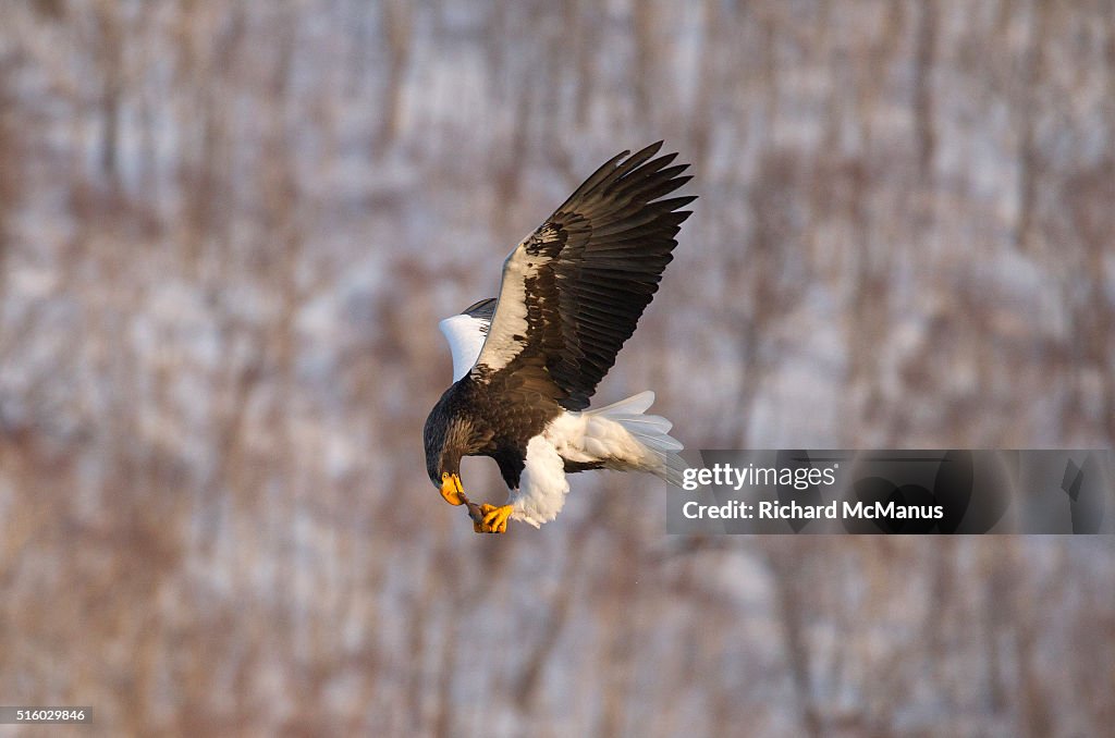 Steller's sea eagle eating on the wing.