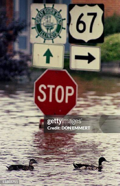 Pair of ducks swim past a stop sign in Alton, Illinois' business district 23 July 1993. With more rain in the midwest, water levels of the...