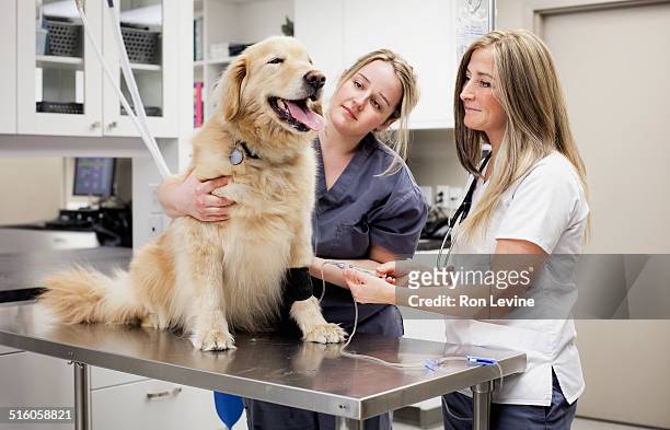 veterinarian attaching an iv to a dog at a clinic - animal behavior stock-fotos und bilder