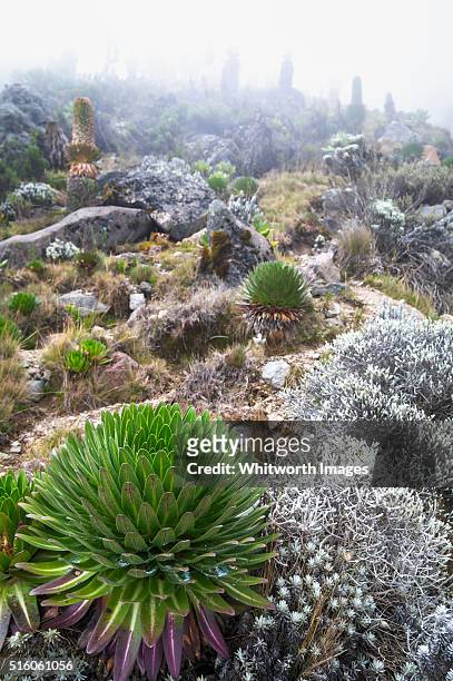 megaherb garden with giant lobelia and giant groundsel on mt kilimanjaro, tanzania - mt kilimanjaro stockfoto's en -beelden